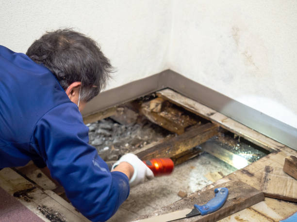 Best Commercial Mold Removal  in Waxhaw, NC
