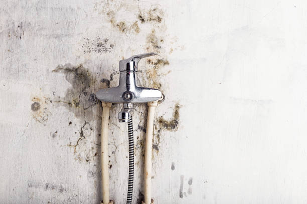 Trusted Waxhaw, NC Mold Removal Experts