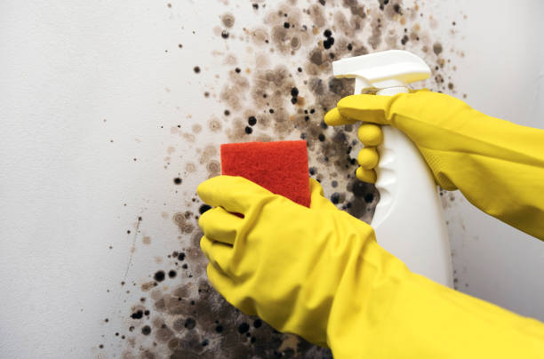 Best Crawl Space Mold Removal  in Waxhaw, NC