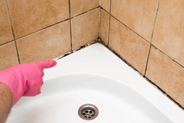 Best Mold Damage Repair  in Waxhaw, NC